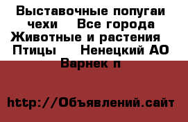 Выставочные попугаи чехи  - Все города Животные и растения » Птицы   . Ненецкий АО,Варнек п.